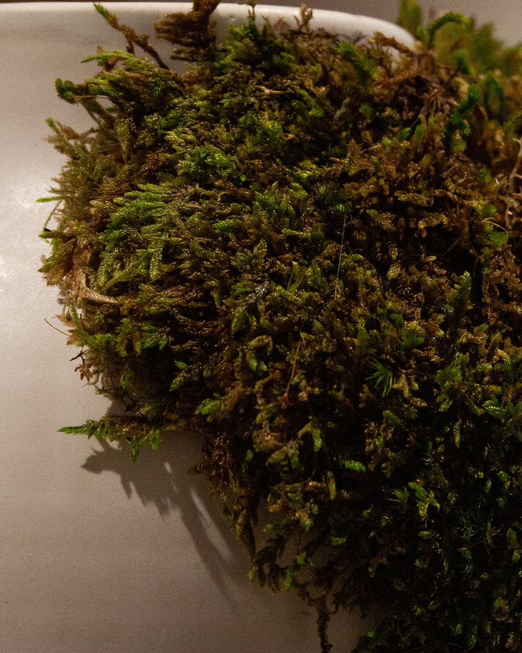 detail with moss