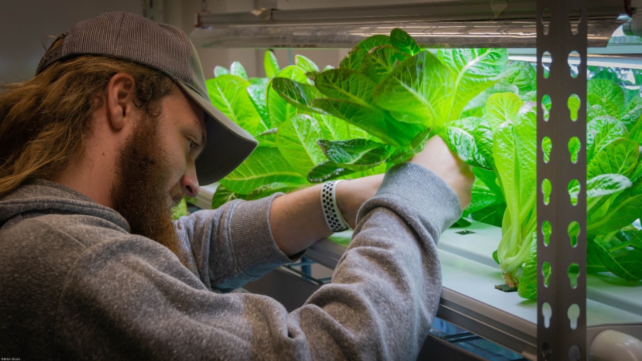 Image of student in Horticulture program at DAAP working with hydroponic plants.